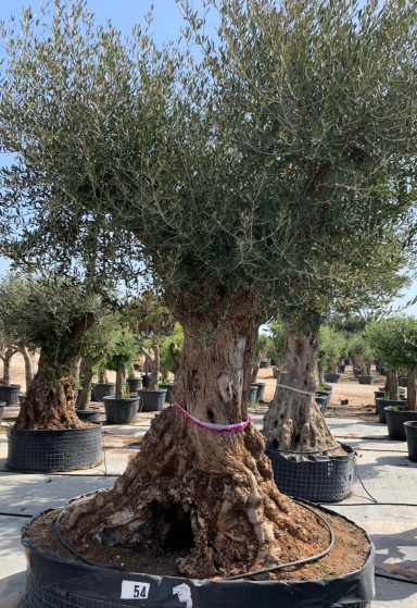 Baum Nr.54 VERKAUFT !